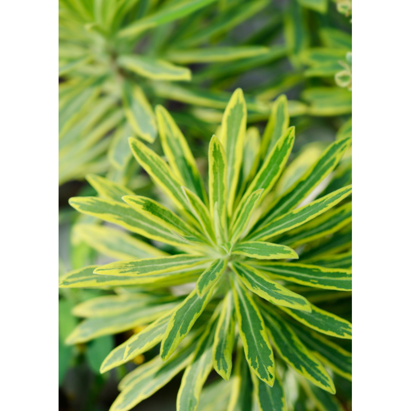 Euphorbia Ascot Rainbow - Same Day Delivery