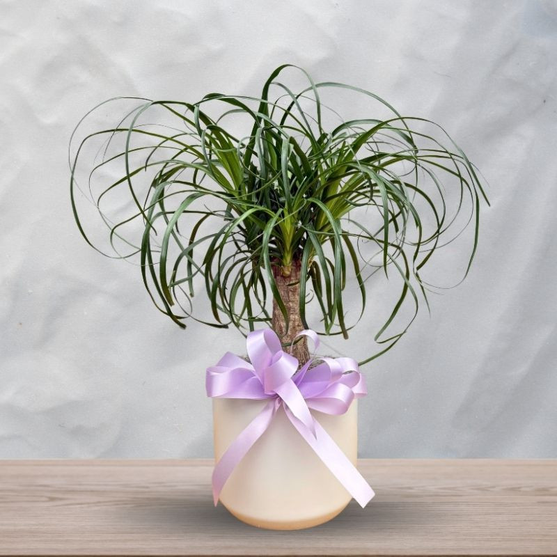 Pony Tail Palm - Same Day Delivery