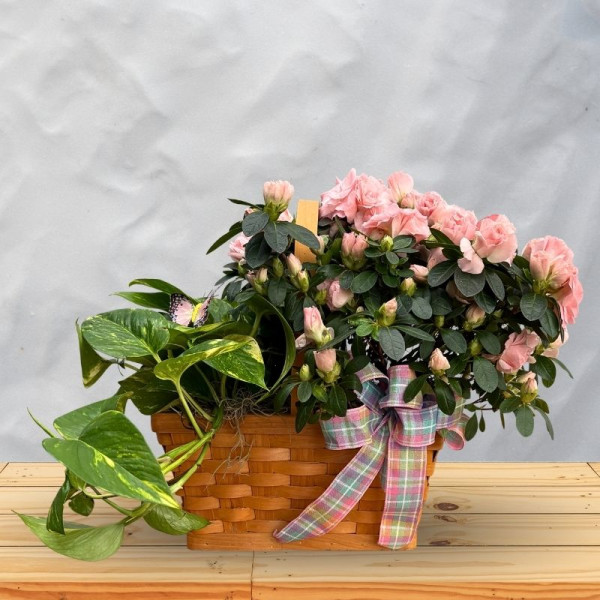 Azalea Basket