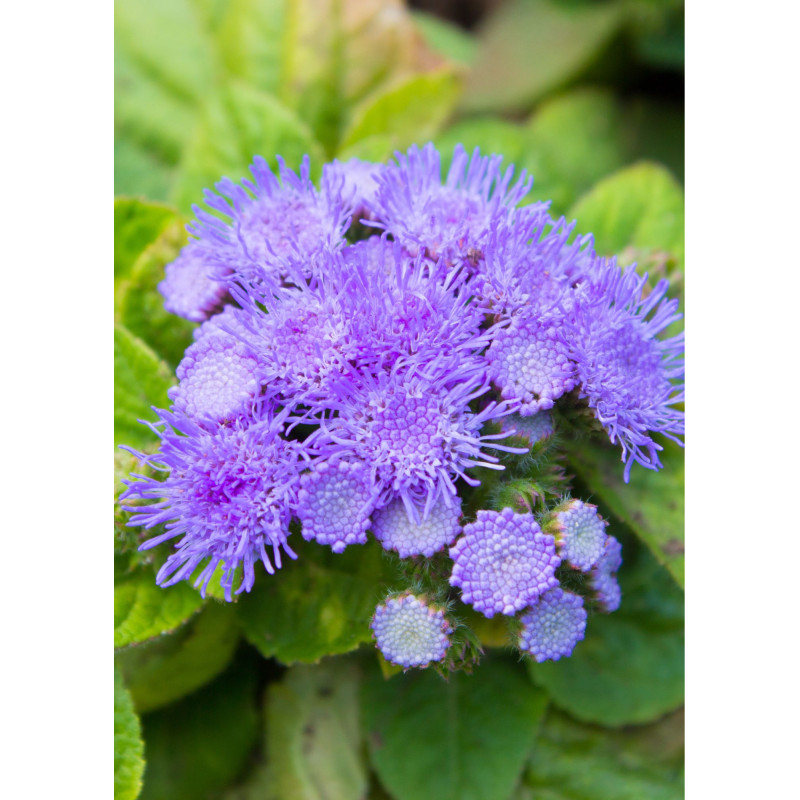 Ageratum Aloha Blue - Same Day Delivery