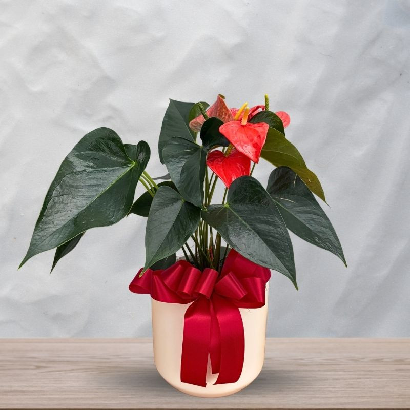 Potted Anthurium - Same Day Delivery