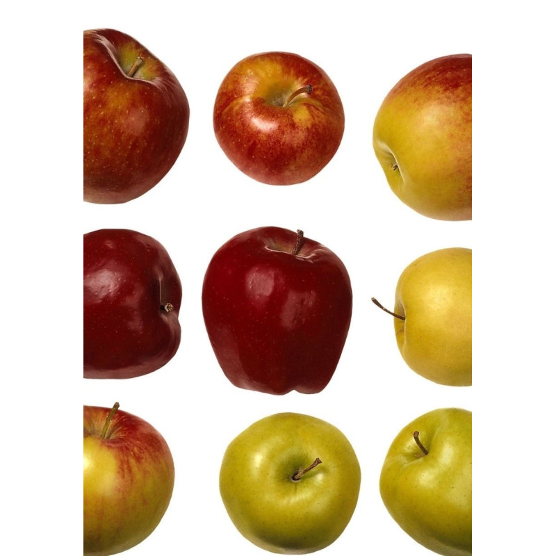 Apple Tree Fuji - Same Day Delivery