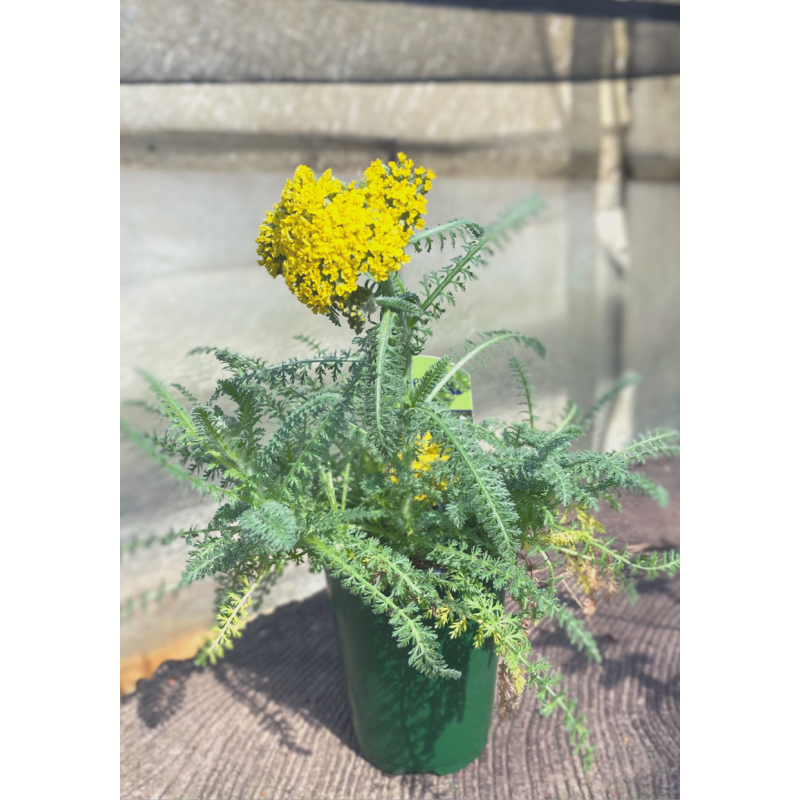 Achillea Moonshine - Same Day Delivery