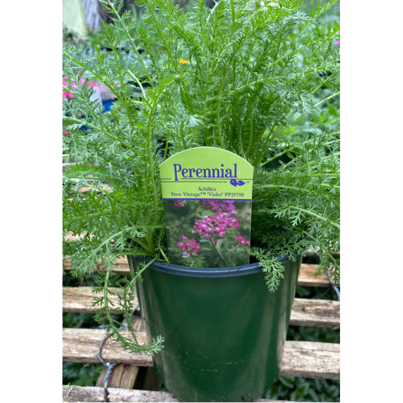 Achillea New Vintage Violet - Same Day Delivery