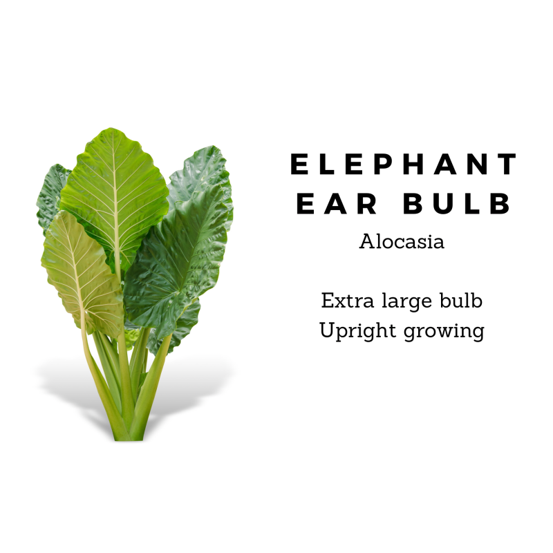 Elephant Ear Bulb Upright - Same Day Delivery