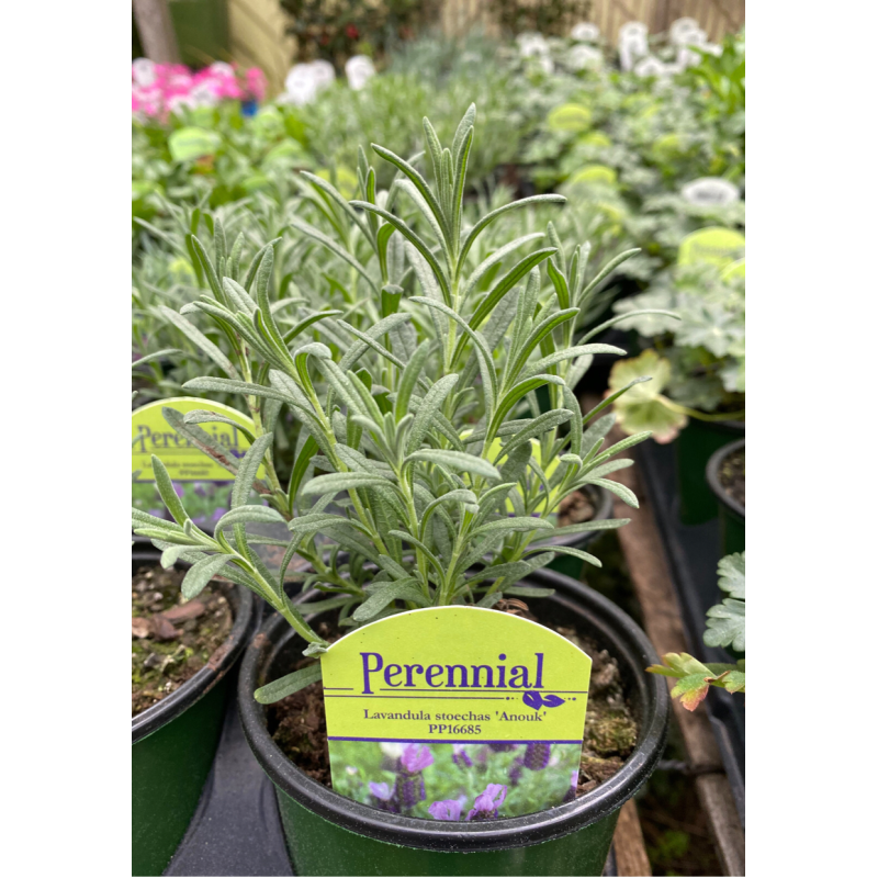 Lavender Anouk - Same Day Delivery
