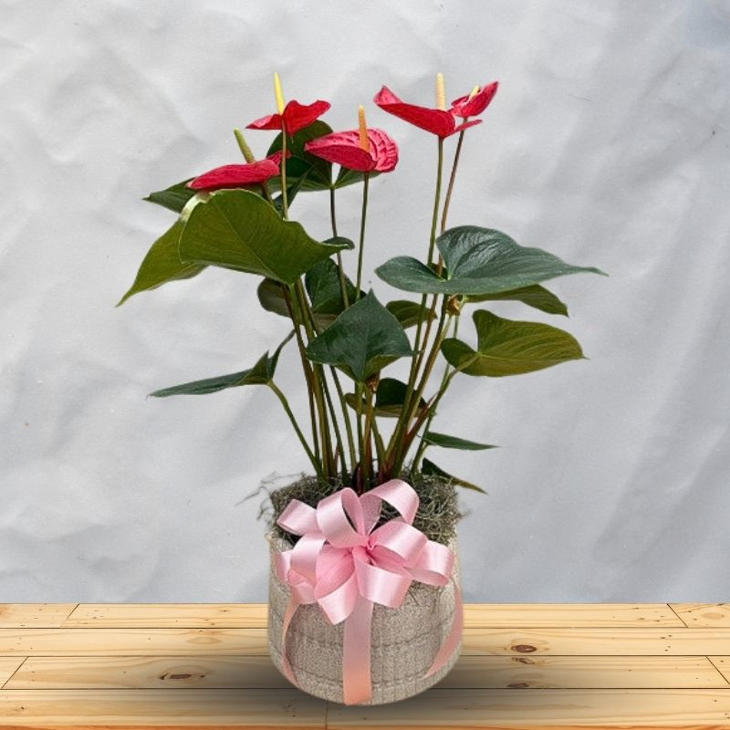 Potted Anthurium - Same Day Delivery