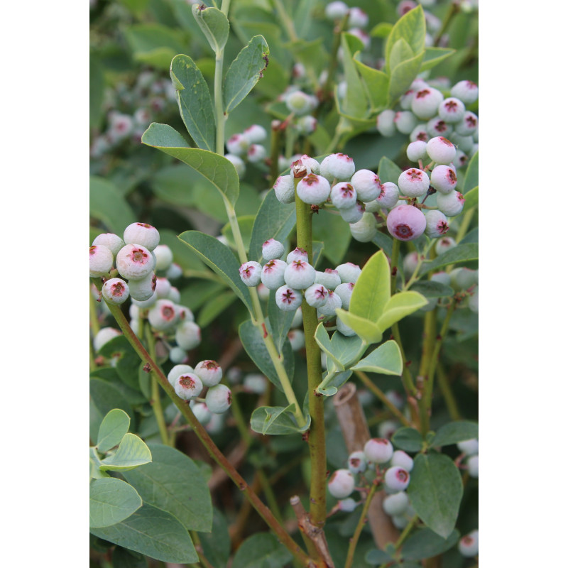 Blueberry Alapaha Bush - Same Day Delivery