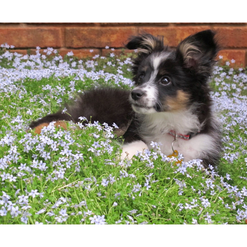 Blue Star Creeper - Same Day Delivery