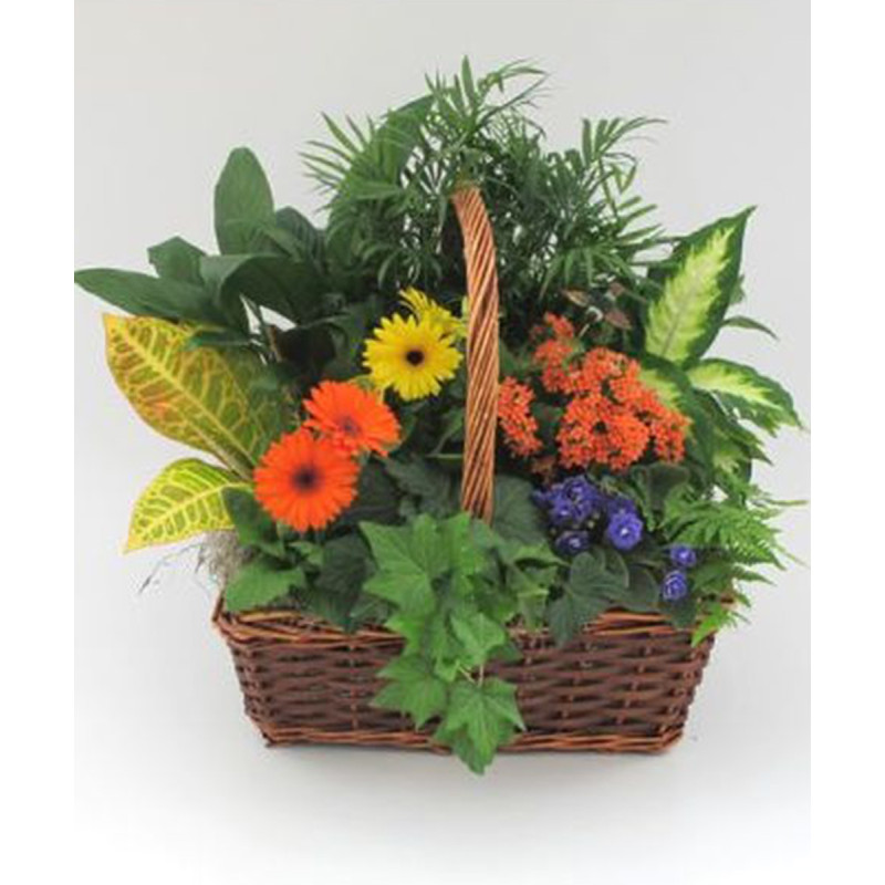 Barcelona European Garden Basket - Same Day Delivery