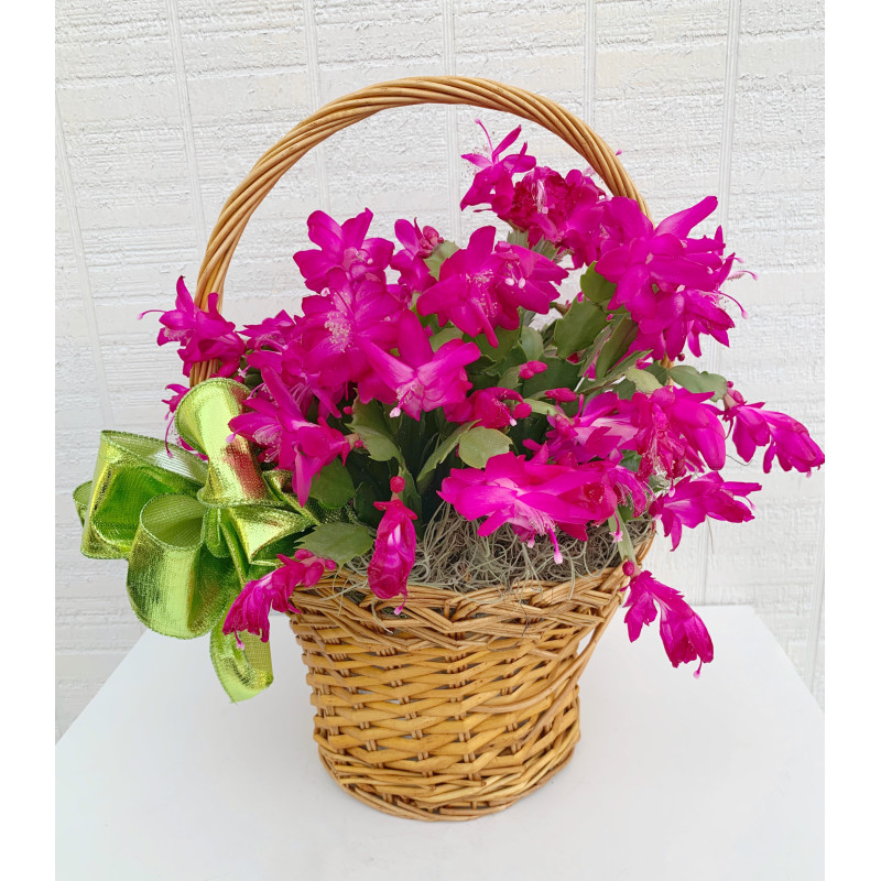 Christmas Cactus  - Same Day Delivery