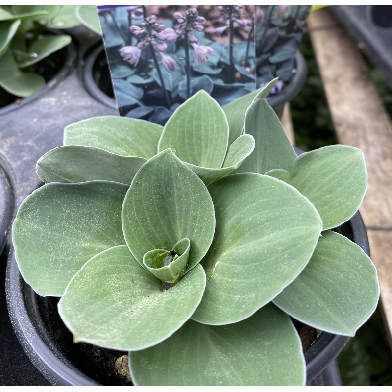 Hosta Blue Mouse Ears  - Same Day Delivery