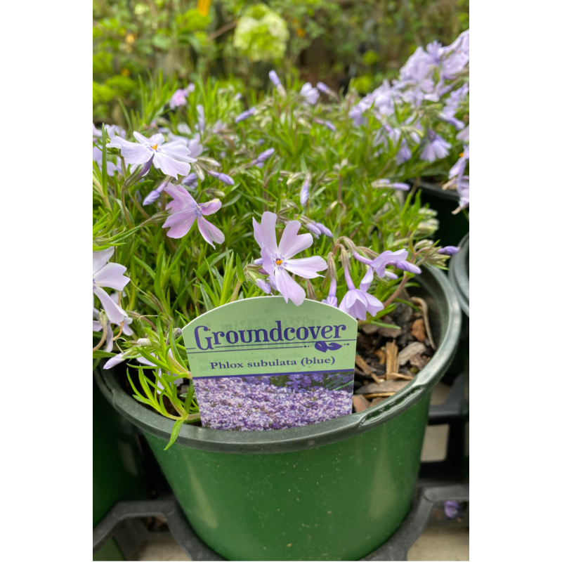 Phlox Blue - Same Day Delivery