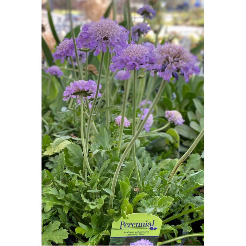 Scabiosa Butterfly Blue - Same Day Delivery