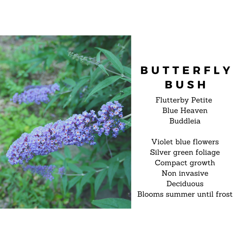Butterfly Bush Blue Heaven - Same Day Delivery