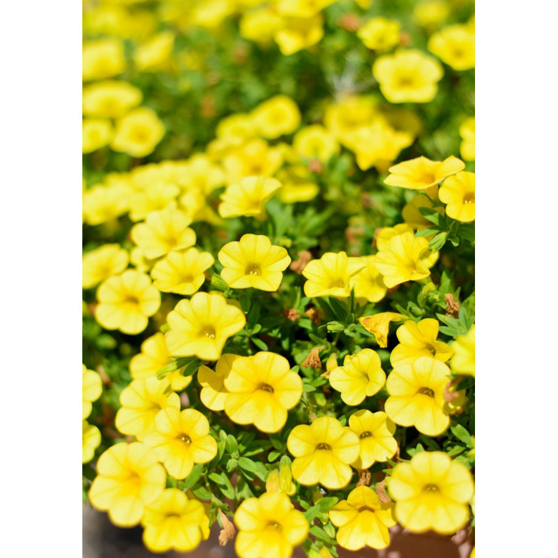 Calibrachoa Lia Yellow - Same Day Delivery
