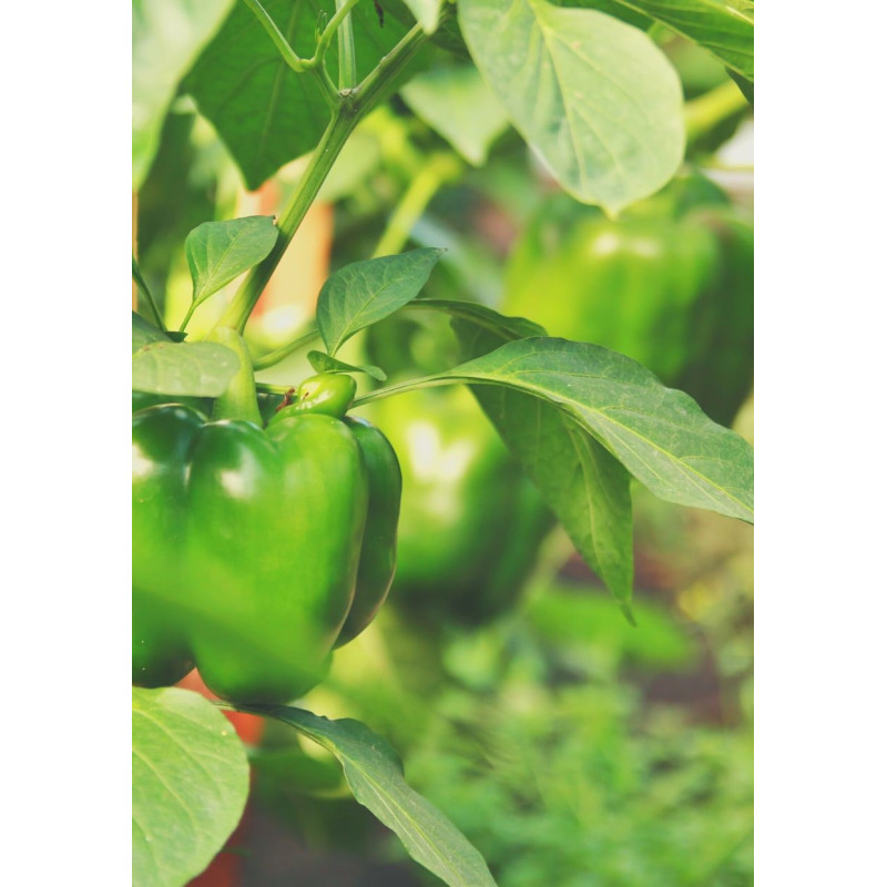 California Wonder Pepper Plant - Same Day Delivery
