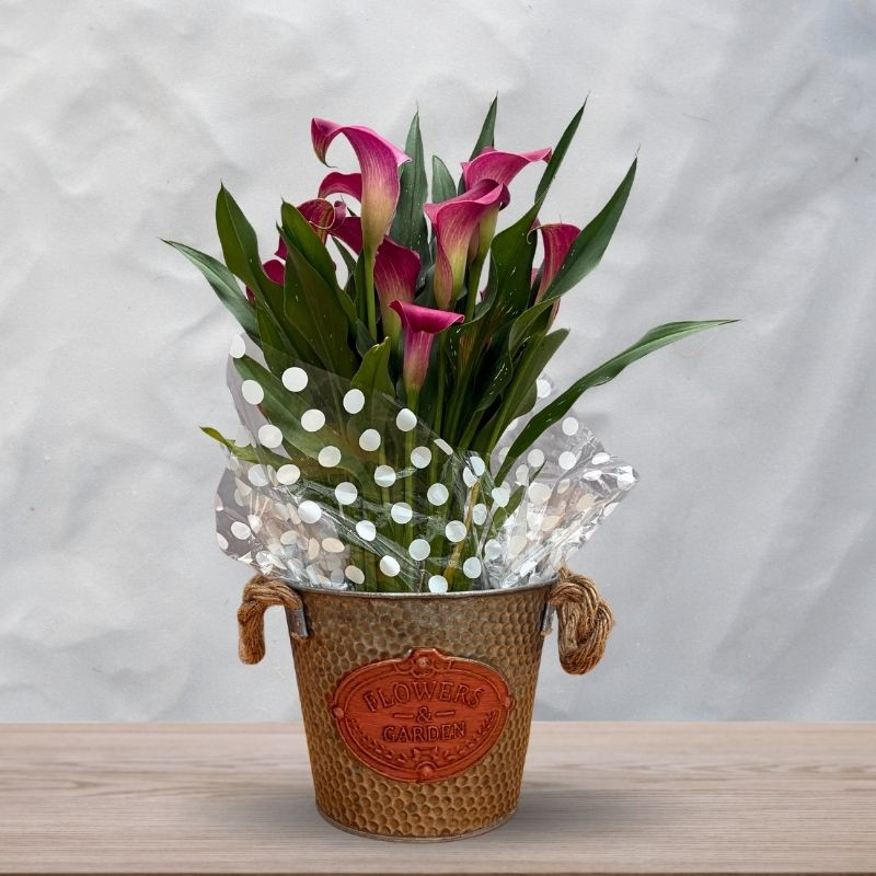 Calla Lily Planter - Same Day Delivery