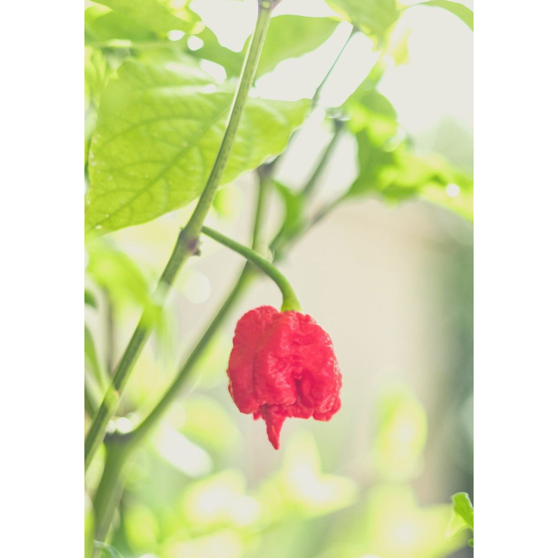 Carolina Reaper Pepper Plant - Same Day Delivery