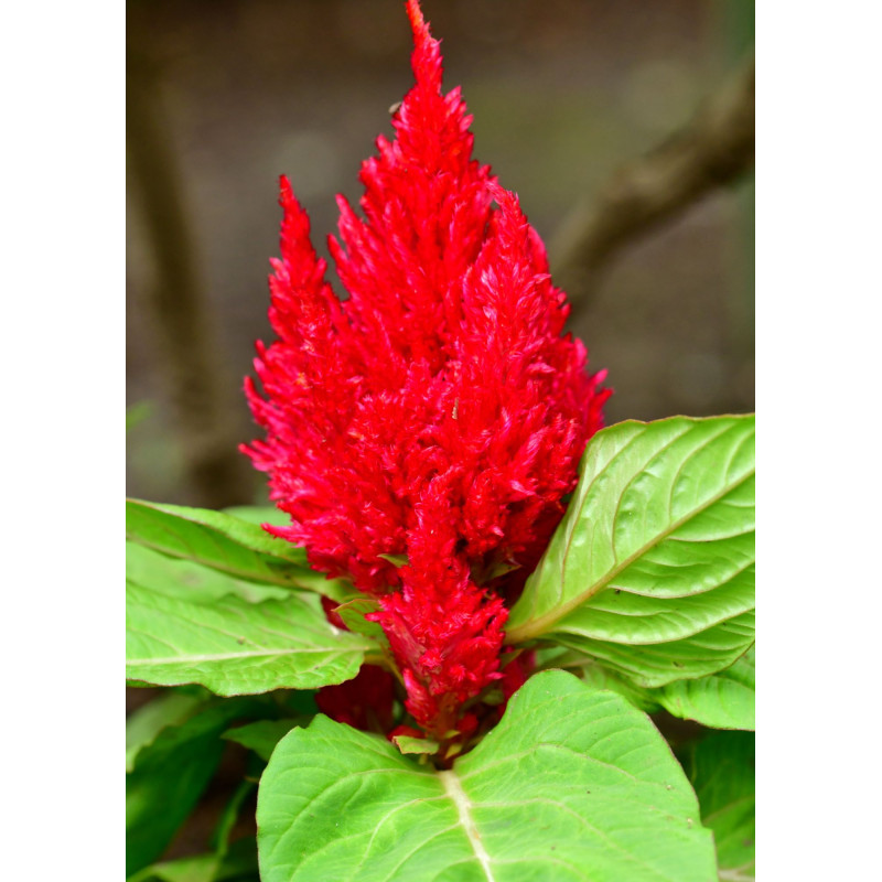 Celosia New Look Red  - Same Day Delivery