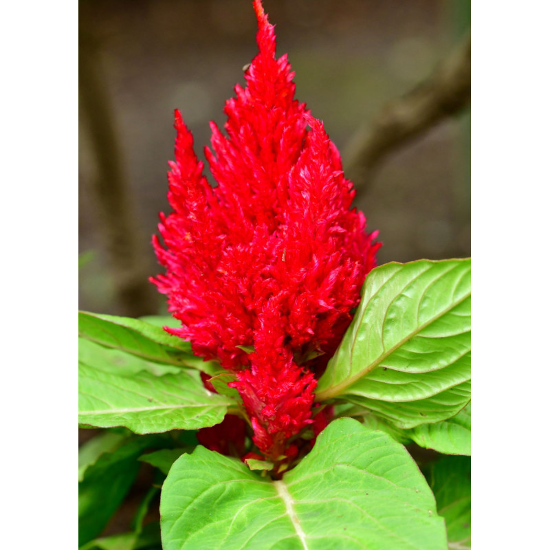 Celosia New Look Red - Same Day Delivery