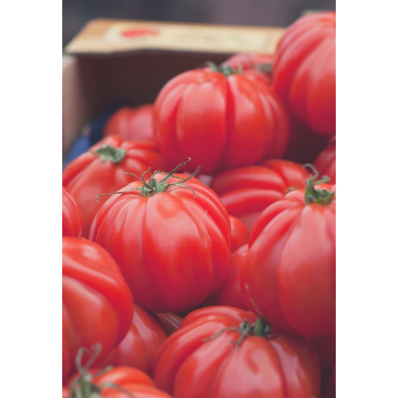 Costuloto Genovese Tomato Plant - Same Day Delivery