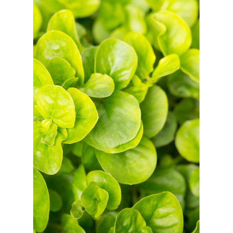 Creeping Jenny - Same Day Delivery