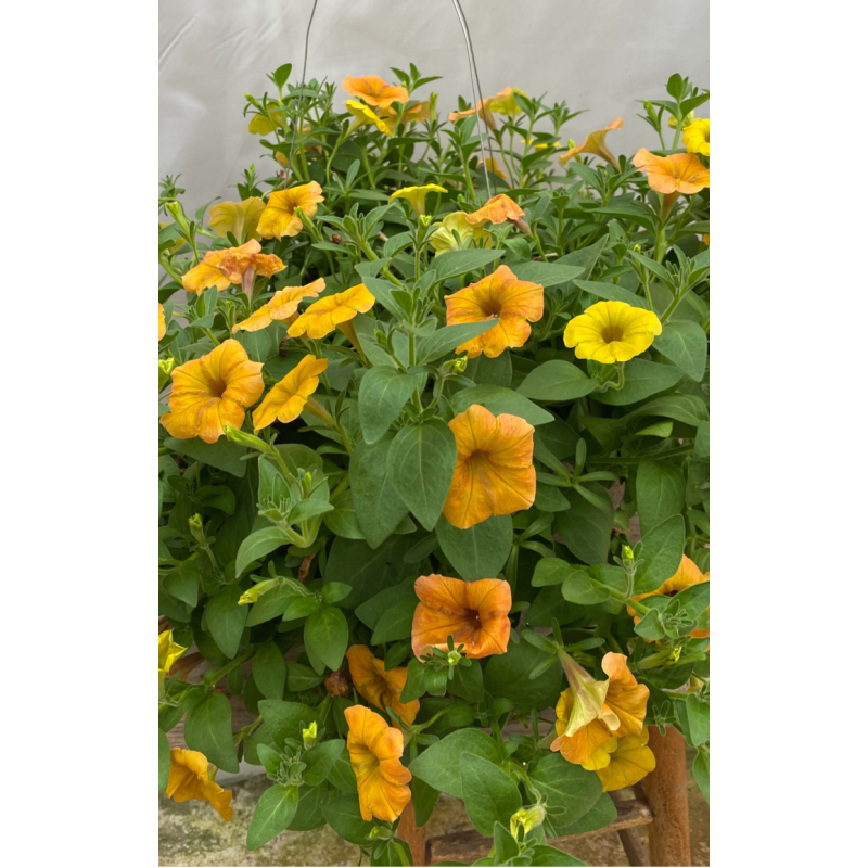 Calibrachoa Yellow Hanging Basket - Same Day Delivery