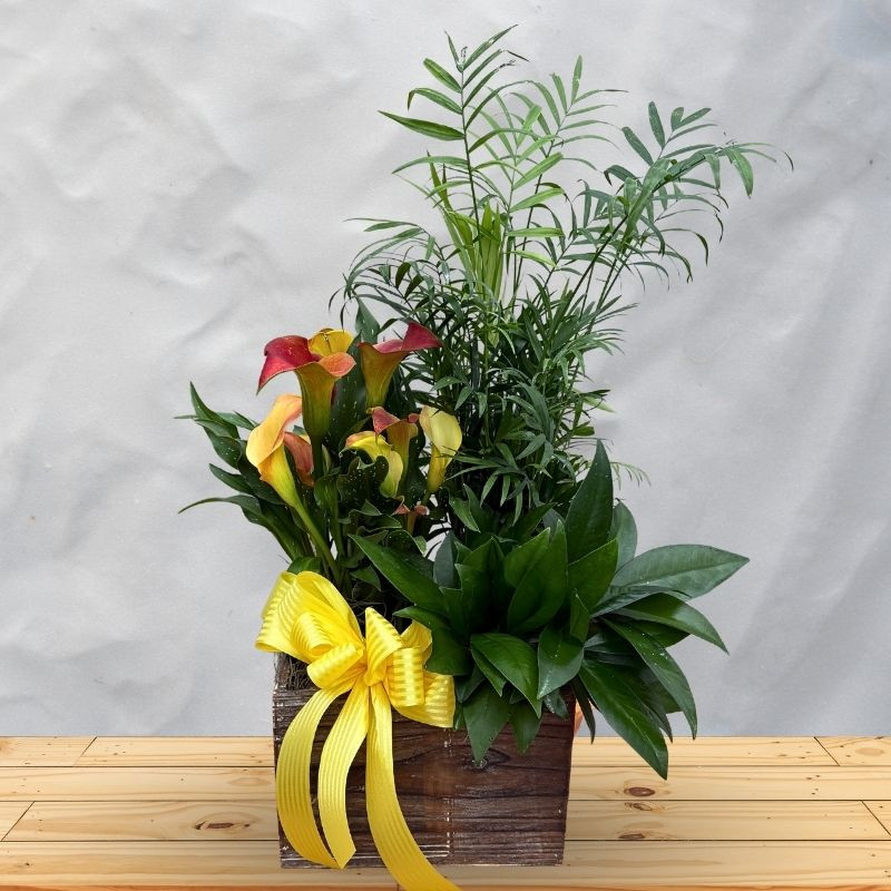 Calla Lily Planter - Same Day Delivery