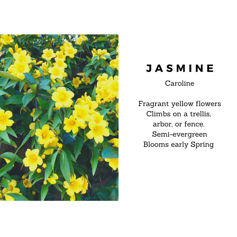 Jasmine Caroline - Same Day Delivery