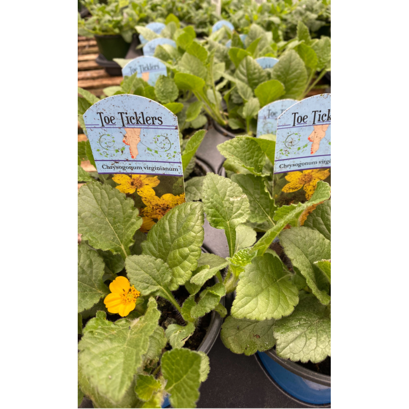 Chrysogonum Green and Gold - Same Day Delivery