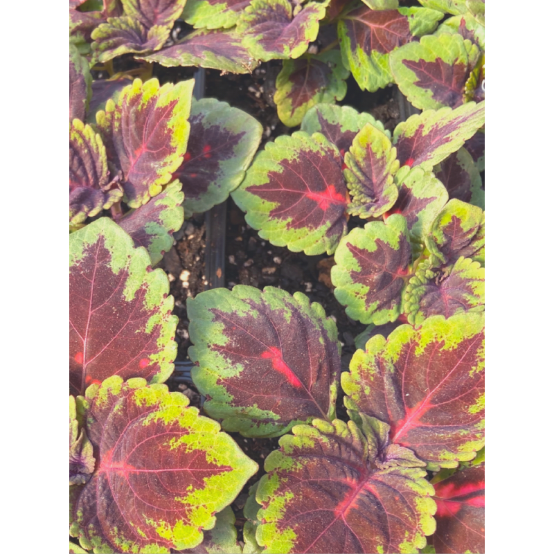 Coleus Kong Red  - Same Day Delivery