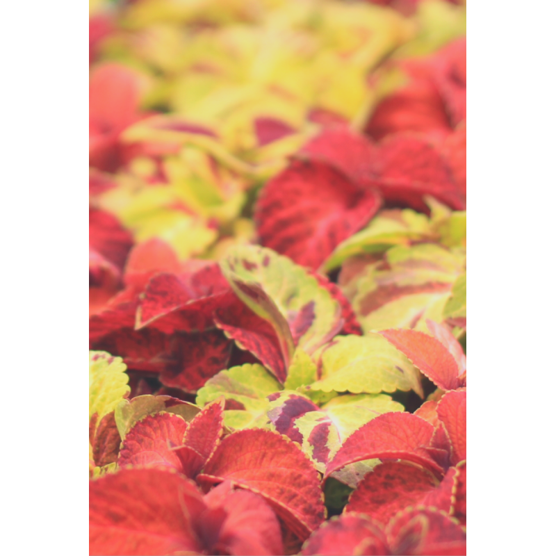 Coleus Wizard Mix  - Same Day Delivery