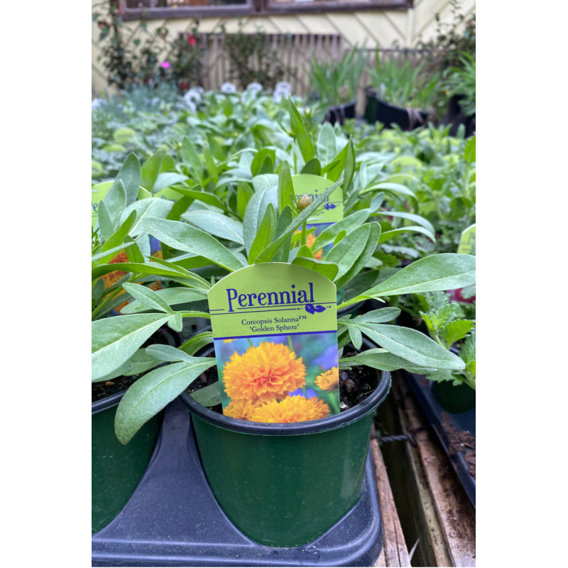 Coreopsis Nana - Same Day Delivery