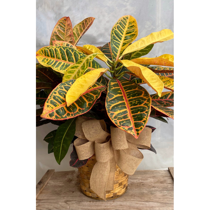 Croton in Wicker Basket - Same Day Delivery