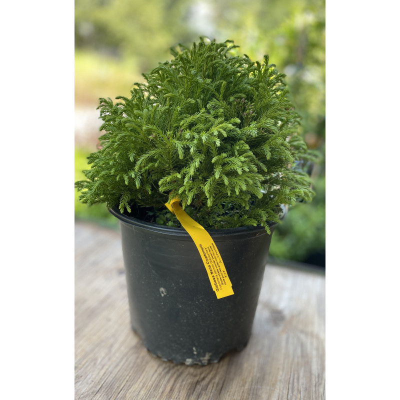 Cryptomeria Globosa Nana - Same Day Delivery