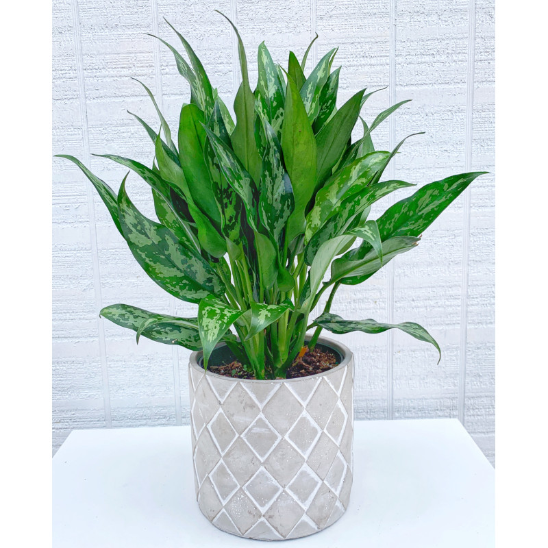 Chinese Evergreen - Same Day Delivery