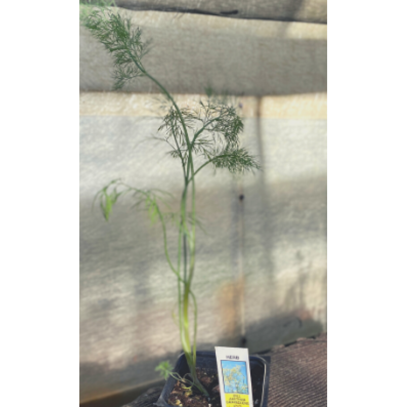 Dill Herb Plant - Same Day Delivery