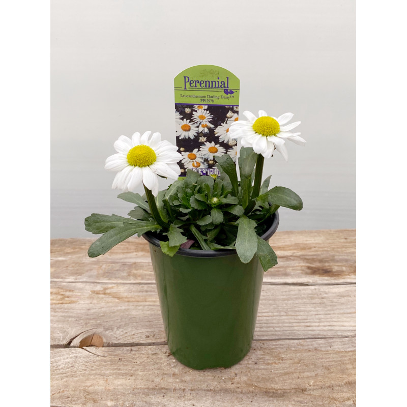 Daisy Darling Leucanthemum - Same Day Delivery