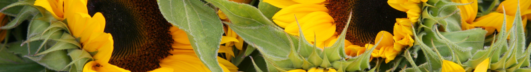 Sunflowers, Sunflower Bouquets