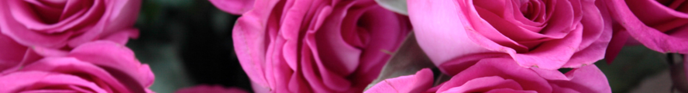 Ecuadorian Roses, Long Stem Roses, Spray Roses