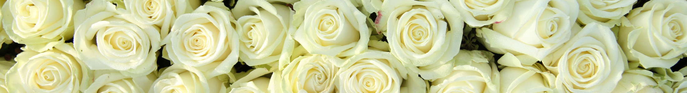 Ecuadorian Roses, Long Stem Roses, Spray Roses