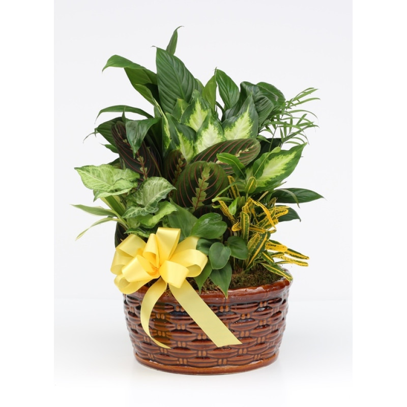 Halls Dish Garden - Same Day Delivery