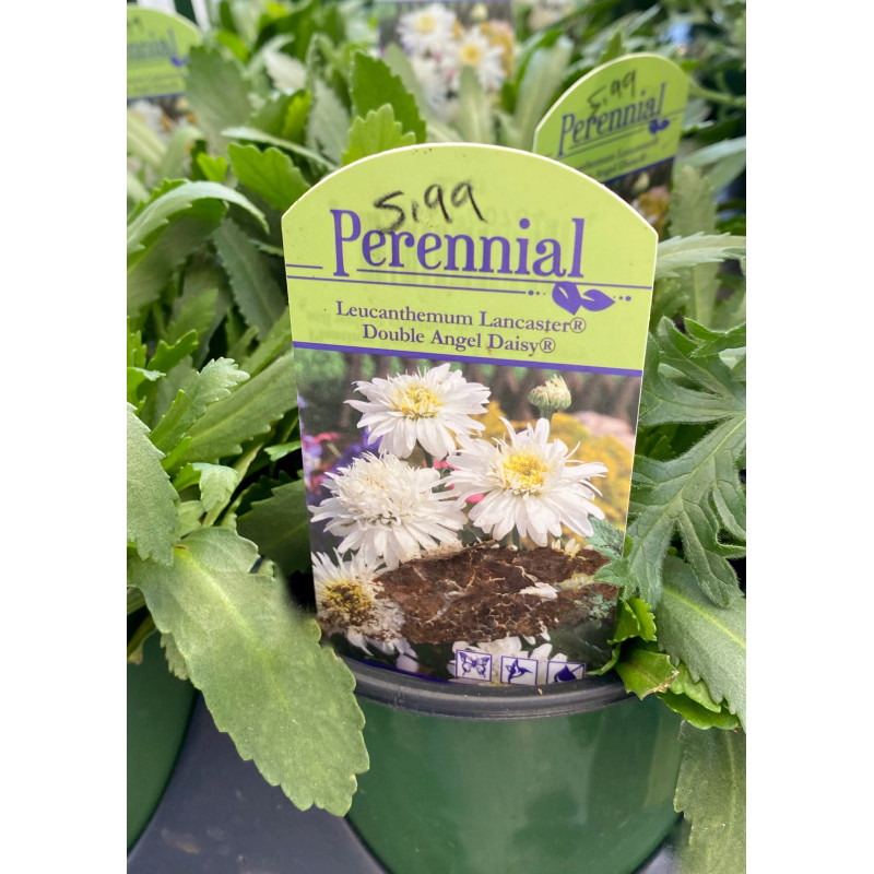 Daisy Double Angel Leucanthemum - Same Day Delivery