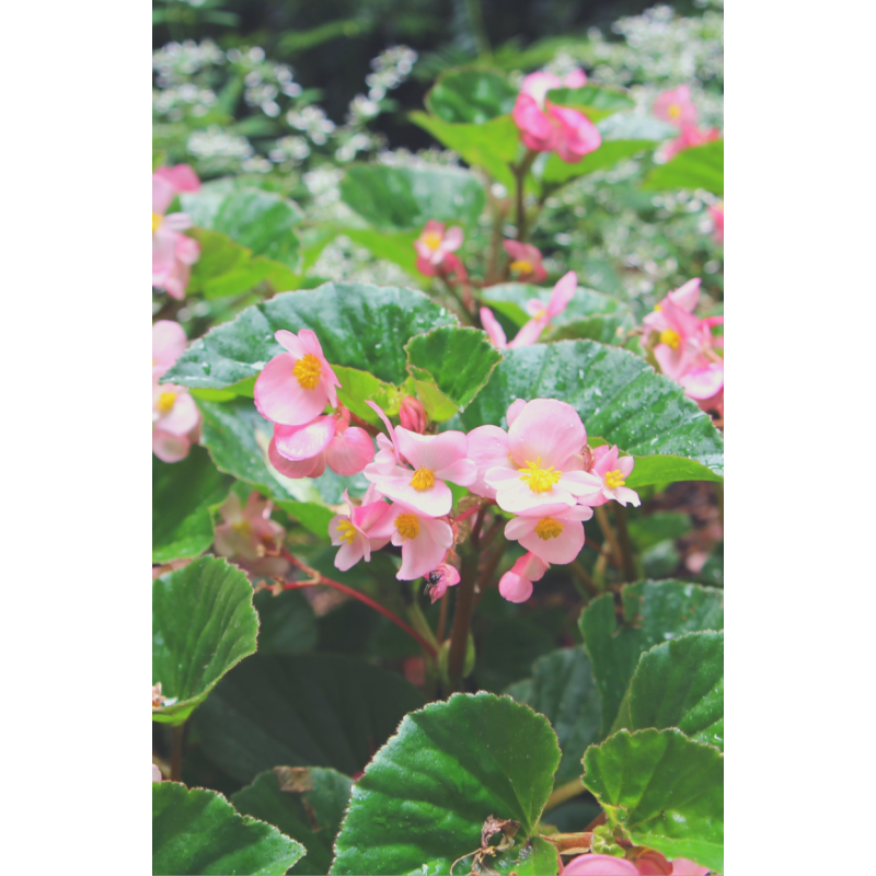 Begonia Dragon Wing Pink - Same Day Delivery