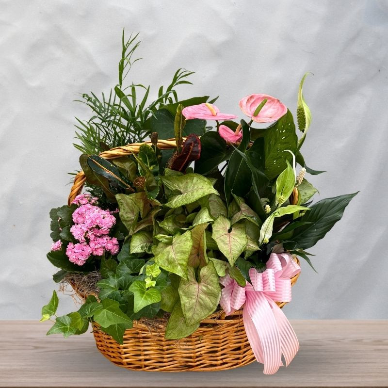 Anthurium Garden Basket - Same Day Delivery