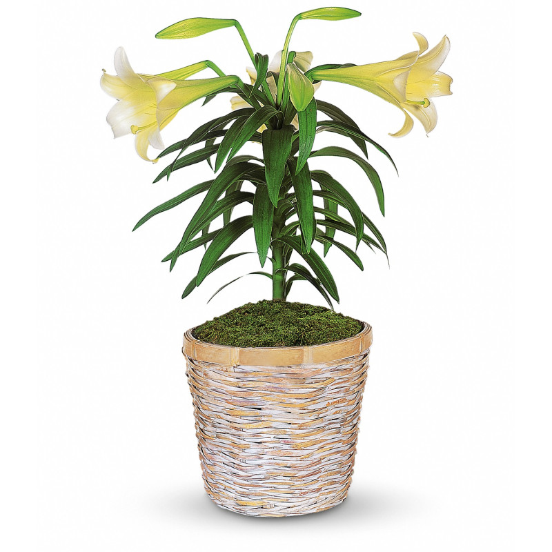 Easter Lily Blooming Plant - Same Day Delivery