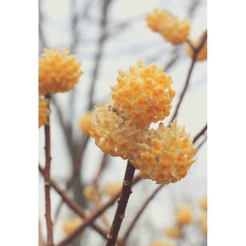 Edgeworthia chrysantha Paperbush - Same Day Delivery
