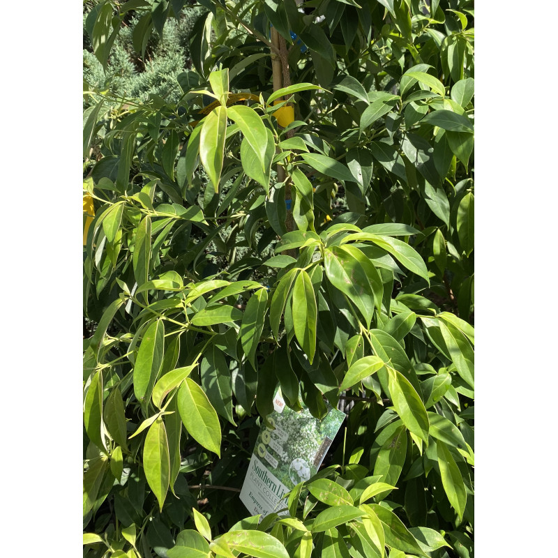 Dogwood Tree Empress of China - Same Day Delivery