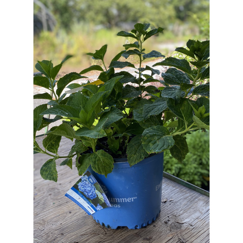 Hydrangea Endless Summer - Same Day Delivery